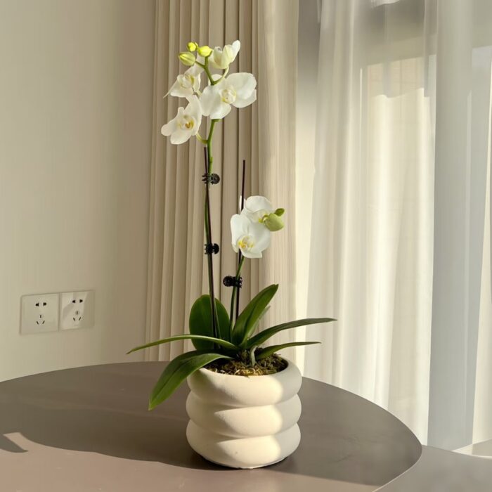 High-Grade Phalaenopsis Flower Pot – Cyber Silver Ceramic Orchid Vase - Image 4